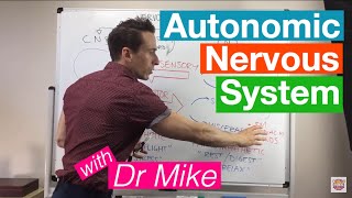 Autonomic Nervous System [upl. by Undis]