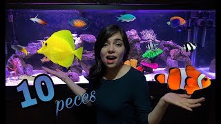 Los 10 peces más fáciles de mantener  ACUARIO MARINO 💜 [upl. by Egief]