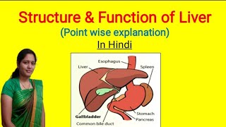 Structure amp Function of Liver in Hindi  Human Liver  Structure of Liver [upl. by Beall]