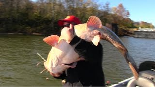 Flathead Catfishing Tips Barge hopping for Flathead Catfish [upl. by Marquita]