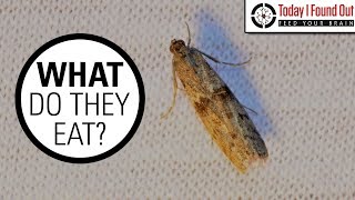 The Truth About Clothes Moths [upl. by Eilyk123]