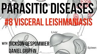 Parasitic Diseases Lectures 8 Visceral Leishmaniasis [upl. by Airahs]