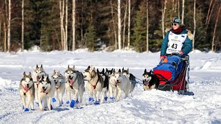 2022 Iditarod Dog Sled Race  Willow Alaska [upl. by Morey628]