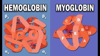 HEMOGLOBIN AND MYOGLOBIN BIOCHEMISTRY [upl. by Keriann]