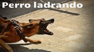 SONIDO DE PERRO GRUÑENDO Y LADRANDO  Efecto de sonido [upl. by Catlaina761]