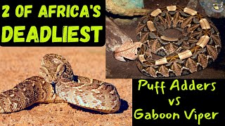 Ultimate Showdown Gaboon Viper vs Puff Adder [upl. by Wanda110]