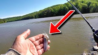 Easy Way To Catch Eating Sized Catfish From The Bank [upl. by Norehc]