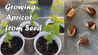 How to Grow Apricot from Seed  A Quick Guide on How to Germinate Apricot Seeds [upl. by Airdnaxila]