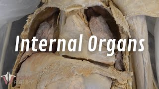 The Real Human Body Internal Organs of the Thorax [upl. by Saxe]