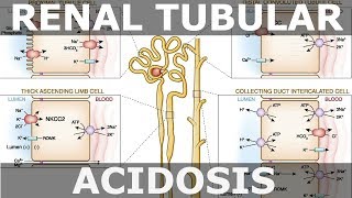 Renal Tubular Acidosis [upl. by Dualc756]