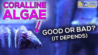 How To Grow Coralline Algae In Your Aquarium  Where You Do and Dont Want It In Your Reef Tank [upl. by Ramso]