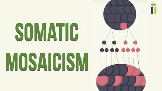 Mosaicisms  Part 2  Somatic Mosaicism [upl. by Whitney]