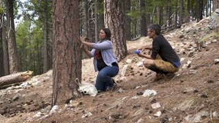 Tree Readers [upl. by Ahsienauq]