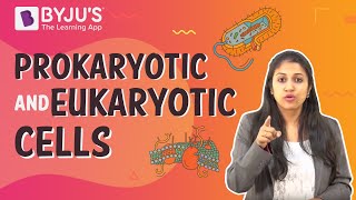 Prokaryotic and Eukaryotic Cells [upl. by Ahsinwad]