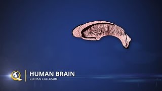 Corpus Callosum  The Human Brain Series  Part 19 [upl. by Eidaj]