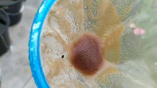 How to culture daphnia moina in a small container Part 1 English Subtitle [upl. by Delores715]