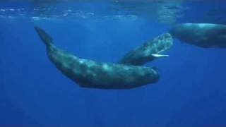 The Sounds of the Sperm Whale [upl. by Leihcar]