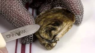 How to Shuck an Oyster The Right Way [upl. by Enelyahs577]