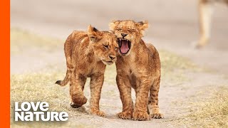 Lion Cubs Go On Their First Adventure [upl. by Ahtnamys]