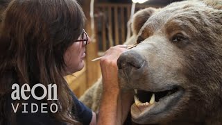 Inside the World Taxidermy Championships  Taxidermists [upl. by Panthia]