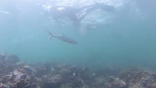 Cahuita National Park Snorkeling [upl. by Adyht468]