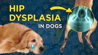 Hip Dysplasia in Dogs  VetVid Dog Care Video [upl. by Anaerdna]