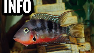 Firemouth Cichlid Care Guide [upl. by Eizus]