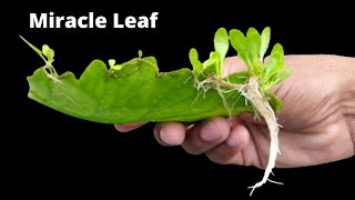 How to grow bryophyllum leaves in water  Pathor kuchi miracle leaf [upl. by Divan534]