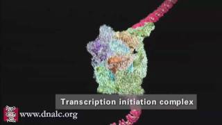 DNA Transcription Advanced [upl. by Ecyned]