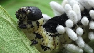 Hyperparasitoid Chalcid Wasps emerging from Braconid Wasp cocoons [upl. by Shaylynn]