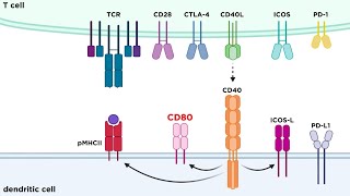 Types of Immune Cell Receptors [upl. by Ymer621]