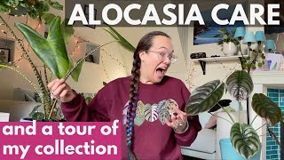 Alocasia care tips and tour of my collection  Plant with Roos [upl. by Isyad]