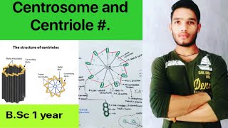 Structure of centrosome and centriole [upl. by Aiuqal]