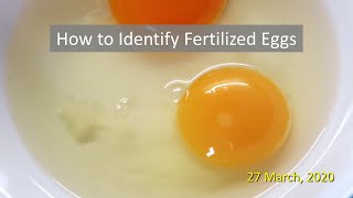 How to Identify Fertilized Eggs [upl. by Nah782]