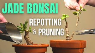 Jade plant Bonsai repotting and pruning [upl. by Anairb333]