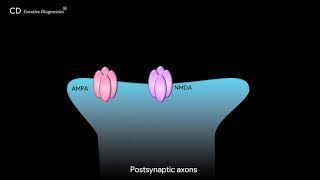 Glutamatergic Synapse Pathway Creative Diagnostics [upl. by Naillil]