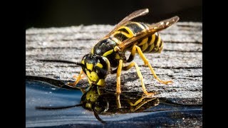 The BEST Yellow Jacket Wasp Trap and Best Bait to Use in Fall Trap Wasps or Hornets NOT BEES [upl. by Akiria940]