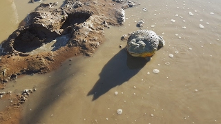 Giant Bullfrogs Surprise Attack [upl. by Alitha759]