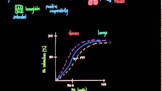 OxygenHemoglobin Dissociation Curve [upl. by Erdnael]