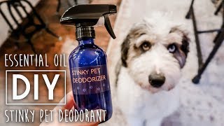 DIY Stinky Pet Deodorizer Spray [upl. by Winebaum79]