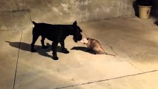 Standard Schnauzer vs Possum [upl. by Moria]