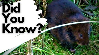 Things you need to know about WATER VOLES [upl. by Oshinski]