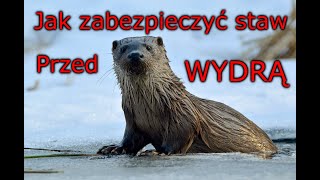 Jak zabezpieczyć staw przed wydrą [upl. by Adnamahs]