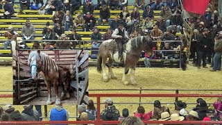 2023 Waverly spring horse sale [upl. by Jesher]