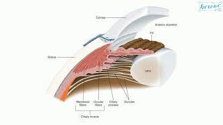 ciliary body [upl. by Sanchez841]