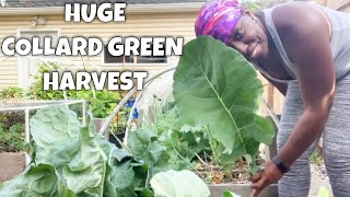 Growing Collard Greens  Huge Harvest [upl. by Asilenna]