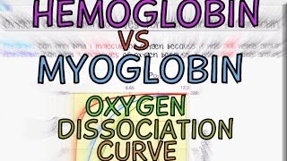 Hemoglobin vs Myoglobin Oxygen Dissociation Curves [upl. by Dunstan]