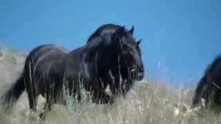 Wild Horse Island Wildlife  Flathead Lake  Wild Horses [upl. by Idihc]