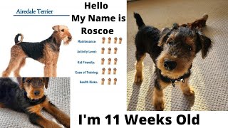 Airedale Terrier Puppy 11 weeks old [upl. by Ahseinod]