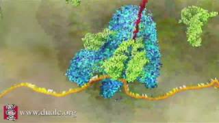 mRNA Translation Advanced [upl. by Evilo]